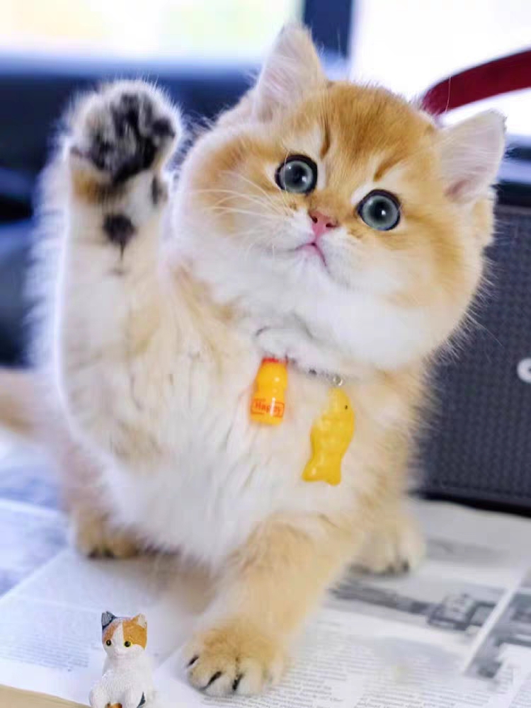 猫舍直销,批发价出售,金渐层